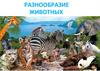 Разнообразие животных  (3 класс)