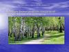 Вариация биометрических показателей листьев березы и их сравнение
