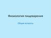 Физиология пищеварения. Общие вопросы