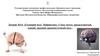 Головной мозг. Эмбриогенез. Ствол мозга: продолговатый, задний, средний, промежуточный мозг. Лекция №14