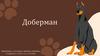Доберман. Краткая характеристика породы