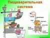 Пищеварительная система