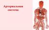 Артериальная система
