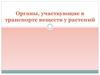 Органы, участвующие в транспорте веществ у растений