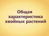 Общая характеристика хвойных растений