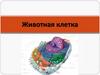 Строение животной клетки