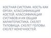 Костная система. Кость как орган. Классификация костей. Классификация суставов и их общая характеристика