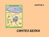 Синтез белка. Занятие 9