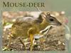 Mouse-deer