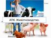 АПК. Животноводство