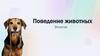 Поведение животных Этология