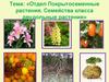 Отдел Покрытосеменные растения. Семейства класса двудольные растения