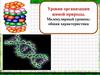 Уровни организации живой природы. Молекулярный уровень: общая характеристика