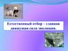 Естественный отбор – главная движущая сила эволюции  (11 класс)