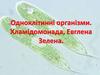 Одноклітинні організми. Хламідомонада, Евглена Зелена