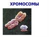 Хромосомы. Хроматин