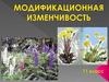 Модификационная изменчивость  (11 класс)