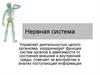 Нервная система