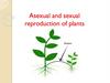 Asexual and sexual reproduction of plants