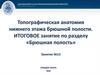 Топографическая анатомия нижнего этажа брюшной полости
