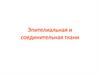 Эпителиальная и соединительная ткани