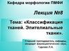 Классификация тканей. Эпителиальные ткани