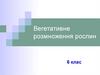 Вегетативне розмноження рослин. 6 клас