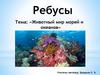 Ребусы. Животный мир морей и океанов