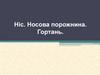 Ніс. Носова порожнина. Гортань