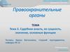 Судебная власть, ее сущность, значение, основные функции  (тема 2)
