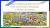 Многообразие растений и их значение в природе и жизни человека