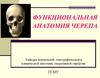 Функциональная анатомия черепа