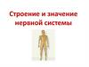 Строение и значение нервной системы. Биология. 8 класс