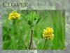 Clover