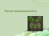 Лесная промышленность