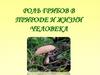 Роль грибов в природе и жизни человека