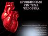 Кровеносная система человека