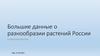 Большие данные о разнообразии растений России в открытом доступе