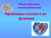 Органоиды клетки и их функции