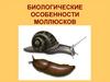 Биологические особенности моллюсков