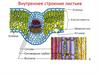 Внутреннее строение листьев