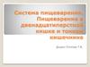 Система пищеварения. Пищеварение в двенадцатиперстной кишке и тонком кишечнике