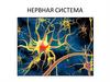 Нервная система