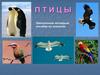 Птицы. Электронное наглядное пособие по зоологии