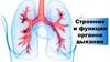 Строение и функции органов дыхания