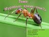 Муравьи - какие они?