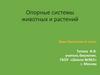 Опорные системы животных и растений .Урок биологии. 6 класс