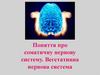 Поняття про соматичну нервову систему. Вегетативна нервова система