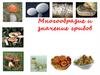 Многообразие и значение грибов