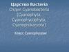 Царство Bacteria Отдел Cyanobacteria (Cyanophyta, Cyanophycophyta, Cyanoprokaryota)
